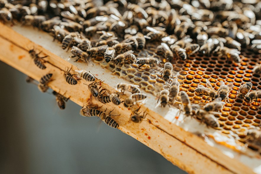 essaim d'abeilles