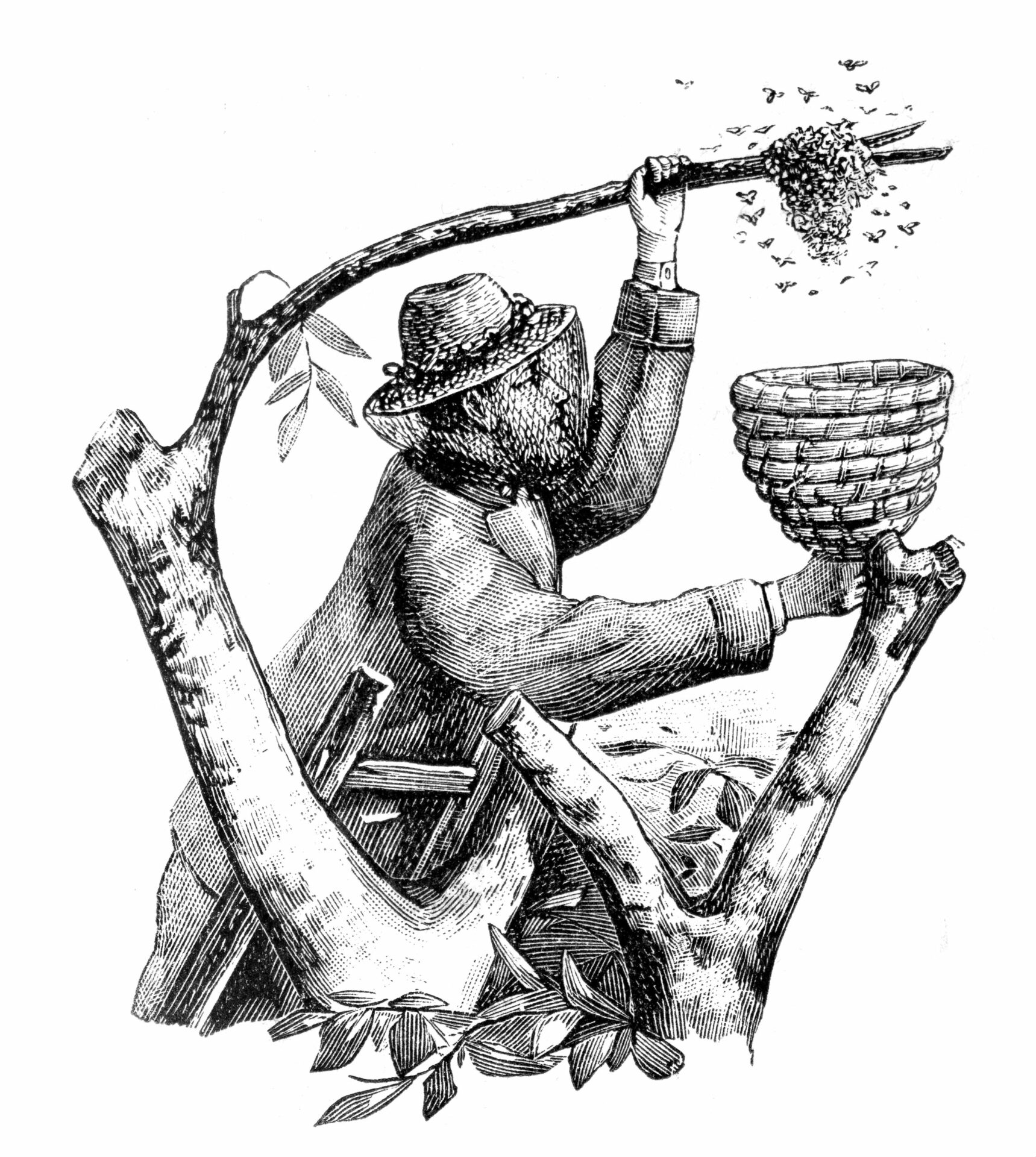 gravure d'apiculteur