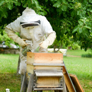 Apiculteur en formation avec Yann de Bengy Alveamiel