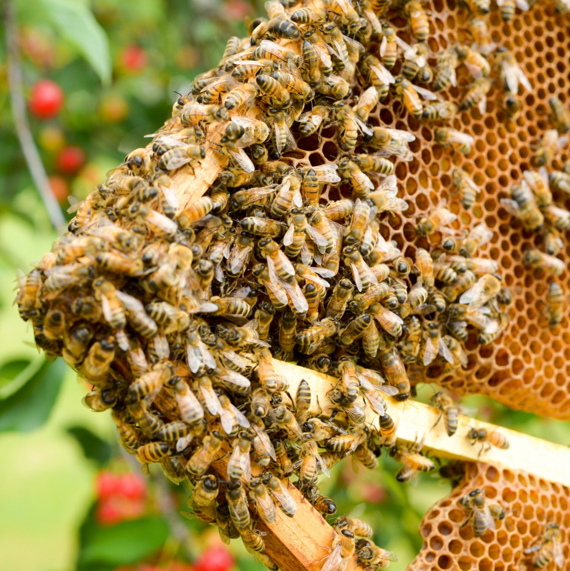 Essaim d'abeilles en vente gravure